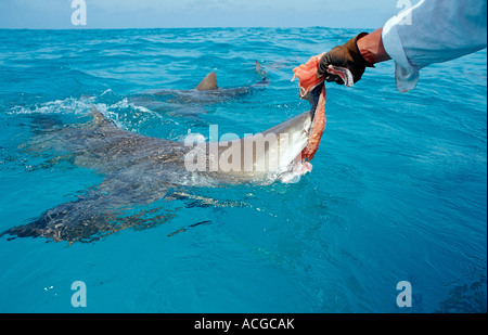 Beißen Zitrone Hai auf der Oberfläche Negaprion Brevirostris Bahamas Atlantik Stockfoto