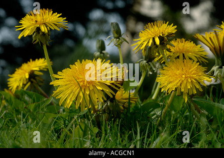 Bodenhöhe Nahaufnahme Löwenzahn Taraxacum Officinale Blüte im Rasen Stockfoto
