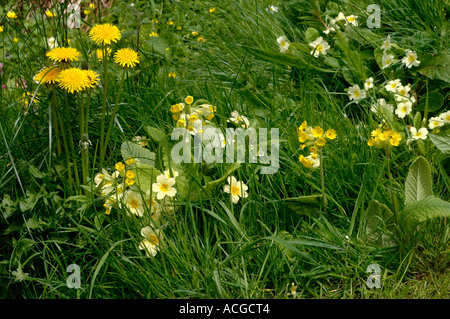 Löwenzahn Schlüsselblumen Primeln in Devon Grünland im Frühling Stockfoto