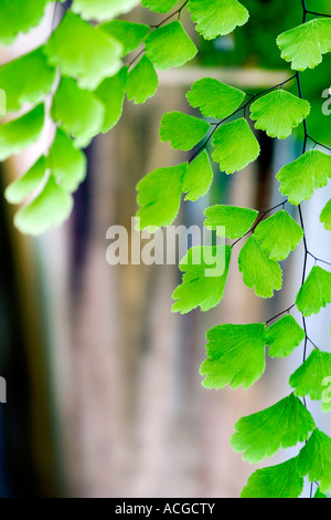 Venushaarfarns Capillus Veneris. Tausend Farn Blätter Stockfoto