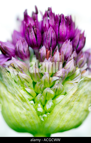 Allium 'Purple Sensation' Hollandicum. Ornamentale Zwiebel Blume aus Bud Knospe vor weißem Hintergrund Stockfoto