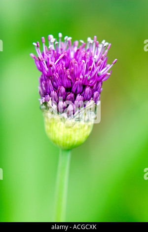 Allium 'Purple Sensation' Hollandicum. Ornamentale Zwiebeln blühen aus Knospe Blume Knospe in einem englischen Garten öffnen Stockfoto