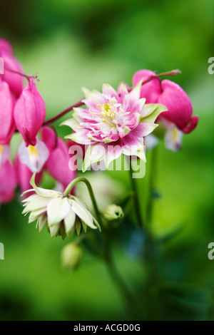 Aquilegia Vulgaris 'Nora Barlow' und Lamprocapnos Spectabilis Tränendes Herz Blumen in einem englischen Garten Stockfoto