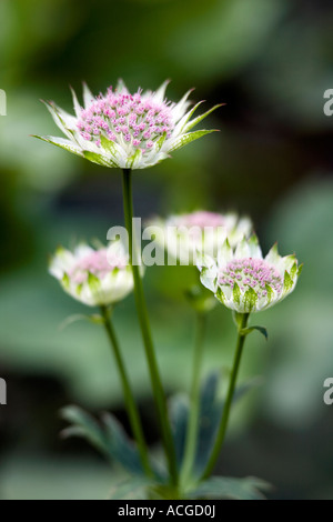 Astrantia Buckland Blütenstand vor einem grünen Hintergrund in einem englischen Garten Stockfoto