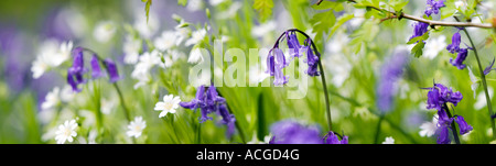 Hyacinthoides non Scripta. Bluebell in der Wiese mit Wildblumen mehr Stitchwort in der englischen Landschaft. Panorama Stockfoto