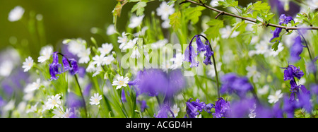 Hyacinthoides non Scripta. Bluebell in der Wiese mit Wildblumen mehr Stitchwort in der englischen Landschaft. Panorama Stockfoto