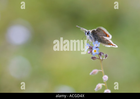 Plebeius Agestis. Brown Argus Schmetterling in der englischen Kreide, Landschaft Stockfoto