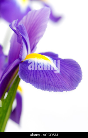 Holländische Iris. Iris Hollandica 'Professor Blaauw' Blume Blüten auf weißem Hintergrund Stockfoto