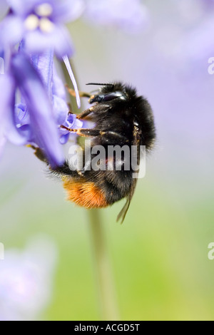 Hummel auf einer Glockenblume in einem englischen Waldgebiet Stockfoto