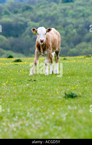 Kalb auf einer Hügel-Wiese in der englischen Landschaft. Buckinghamshire, Großbritannien Stockfoto