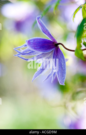 Clematis Macropetala 'Lagune' Blume. Clematis Alpina Blue Lagoon Stockfoto