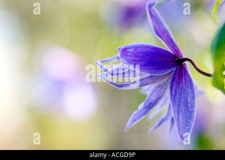 Clematis Macropetala 'Lagune' Blume. Clematis Alpina Blue Lagoon Stockfoto