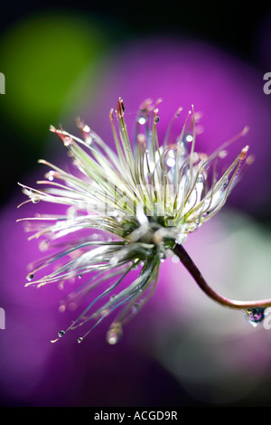 Clematis Macropetala 'Lagune' Blüte Samen und Wasser Tropfen Stockfoto