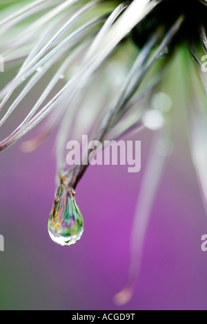 Clematis Macropetala 'Lagune' Blüte Samen und Wasser Tropfen Stockfoto