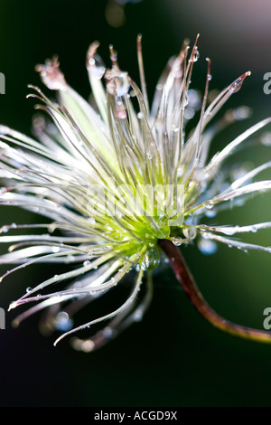 Clematis Macropetala 'Lagune' Blüte Samen und Wasser Tropfen Stockfoto