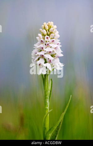 Dactylorhiza Fuchsii. Gemeinsame gefleckte Orchidee in der englischen Landschaft