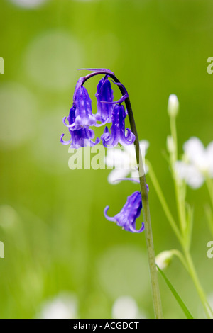 Hyacinthoides non Scripta. Bluebell in den Rasen. Stockfoto