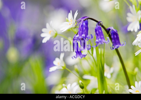 Hyacinthoides non Scripta. Bluebell in der Wiese mit Wildblumen mehr Stitchwort in der englischen Landschaft Stockfoto