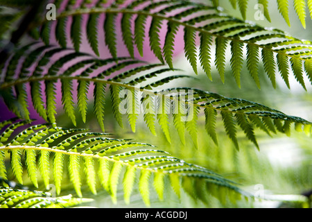 Dicksonia Antarctica. Baumfarn Wedel Laub abstarct Stockfoto