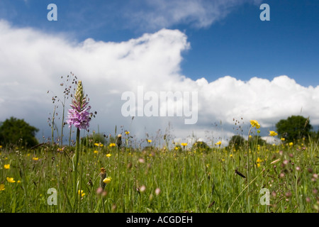 Englische Wildblumen in eine alte Mähwiese Stockfoto