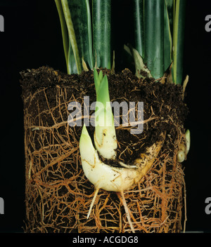 Mutter im Gesetz s Togue Sanseviera Trifasciata entfernt vom Topf, neue Triebe zu zeigen Stockfoto