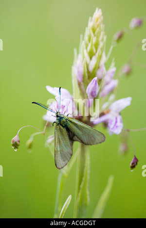 Adscita Statices. Forester Moth auf eine gemeinsame gefleckte Orchidee in der englischen Landschaft Stockfoto