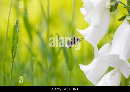 Hummel fliegen in einem weißen Fingerhut. Digitalis Purpurea in einem englischen Landhaus-Garten Stockfoto