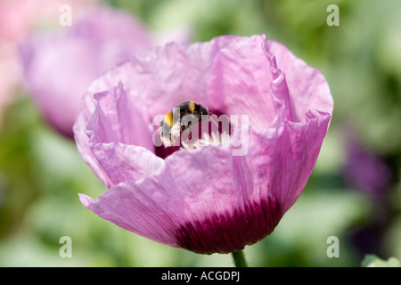 Bombus Lucorum. Hummel, schwebt über Papaver Somniferum Mohn in einem englischen Landhaus-Garten Stockfoto