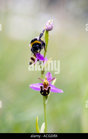 Hummel auf eine Biene Orchidee in einem englischen Naturschutzgebiet Stockfoto