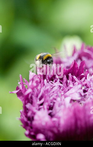 Bombus Lucorum. Hummel, schwebt über einem Somniferum Mohn Blume Kopf in einem englischen Landhaus-Garten Stockfoto