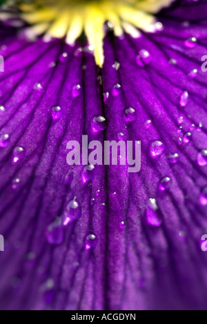 Iris Sibirica Blume Blütenblatt und Wasser Tropfen hautnah Stockfoto