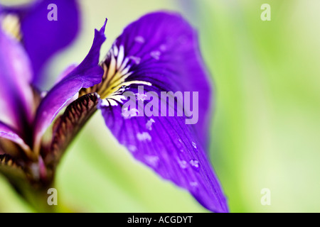 Iris Sibirica. Sibirische Iris Blütenblätter und Wassertropfen. UK Stockfoto