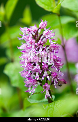 Lady x Affe Orchidee Hybrid O Purpurea X simia Blume in der englischen Landschaft. Hartslock Naturschutzgebiet, Göring am Thames, Oxfordshire, England Stockfoto