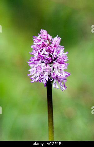 Lady x Affe Orchidee Hybrid O Purpurea X simia Blume in der englischen Landschaft. Hartslock Naturschutzgebiet, Göring am Thames, Oxfordshire, England Stockfoto