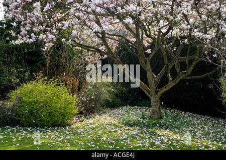 Magnolia Soulangeana Blütenblätter auf einem englischen Landschaftsgarten im Frühjahr fallen. Oxfordshire, England Stockfoto