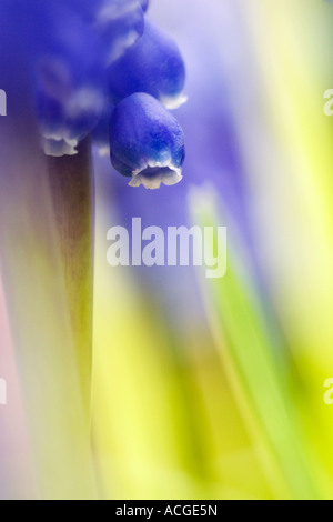 Muscari Armeniacum. Grape Hyacinth abstrakte Komposition mit nebligen blauen und grünen Hintergrund Stockfoto