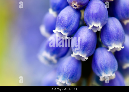 Muscari Armeniacum. Grape Hyacinth Stockfoto