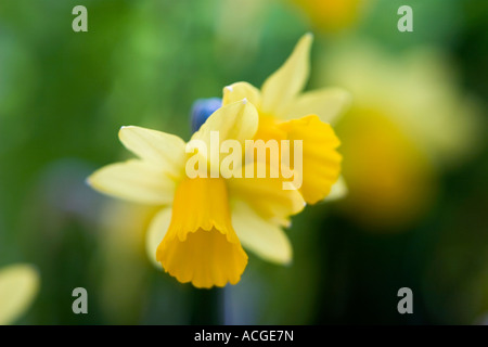 Narzisse Tete ein Tete. Doppel-Kopf Narzisse Blume Stockfoto