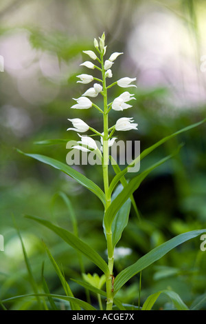 Cephalanthera Longifolia. Narrow-leaved Helleborine / Schwert Endivie Helleborine im Naturschutzgebiet Chappets Wäldchen, Hampshire, UK Stockfoto