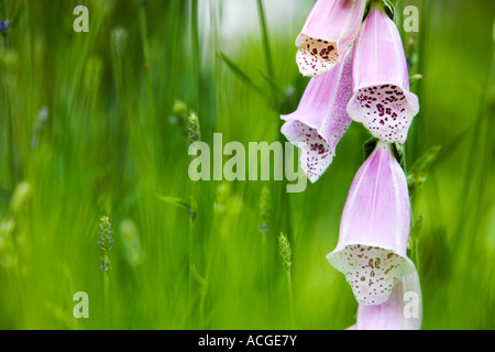 Digitalis Purpurea. Fingerhut durch junge Lavendelpflanzen in einem englischen Landhaus-Garten Stockfoto