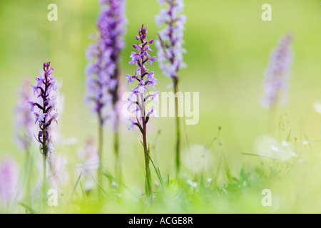 Gymnadenia Conopsea. Duftende Orchideen in den Rasen in einem englischen Naturschutzgebiet Stockfoto