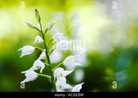 Cephalanthera Longifolia. Narrow-leaved Helleborine / Schwert Endivie Helleborine im Naturschutzgebiet Chappets Wäldchen, Hampshire, UK Stockfoto