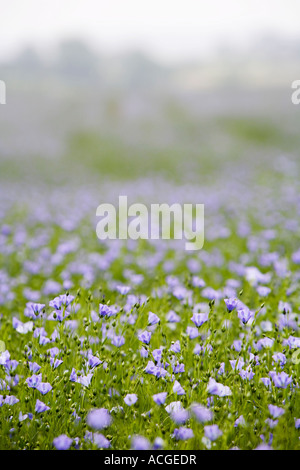 Linum Usitatissimum. Leinsamen-Blumen in einem Feld in der englischen Landschaft. Oxfordshire, England Stockfoto