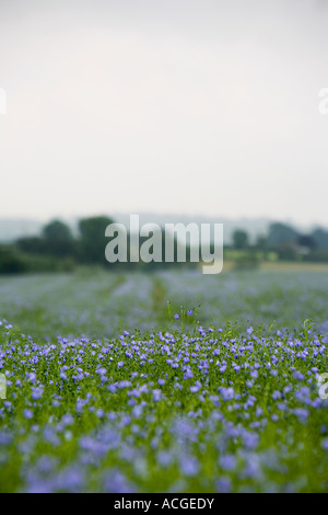 Linum Usitatissimum. Leinsamen-Blumen in einem Feld in der englischen Landschaft. Oxfordshire, England Stockfoto