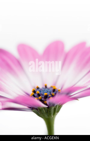 Osteospermum Sansibar Blütenkopf Seitenansicht auf weiß Stockfoto