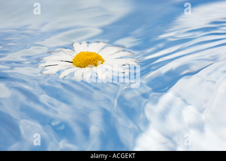 Leucanthemum Vulgare. Oxeye Daisy Blume schweben auf dem Wasser mit einem wolkigen Himmel reflektiert auf einen Spiegel unterhalb der Oberfläche des Wassers Stockfoto