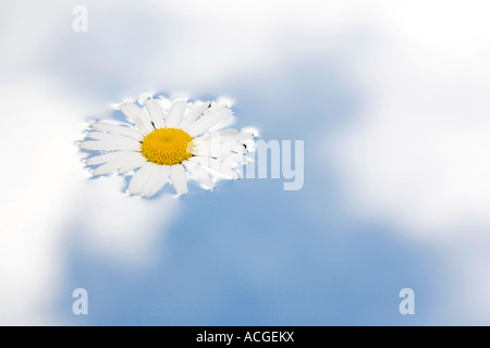 Leucanthemum Vulgare. Oxeye Daisy Blume schweben auf dem Wasser mit einem wolkigen Himmel reflektiert auf einen Spiegel unterhalb der Oberfläche des Wassers Stockfoto