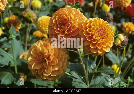 Ein Beispiel für Blumen orange Pom Pom Dahlia SP Stockfoto