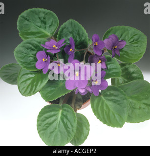 African Violet Saintpaulia Ionantha Haus Topfpflanze in Blüte Stockfoto