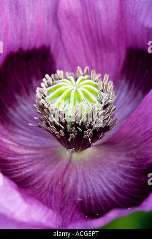 Papaver Somniferum, Mohnblume Stockfoto